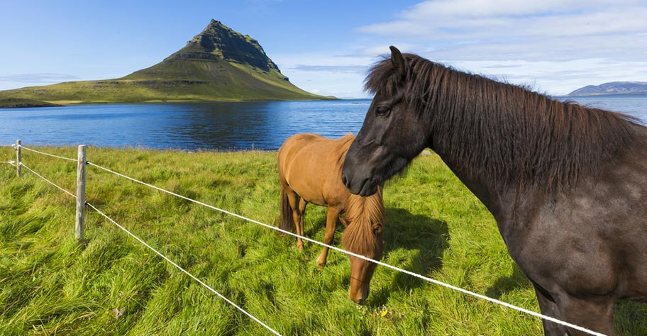 Island Pferde Reittouren Schweiz buchen