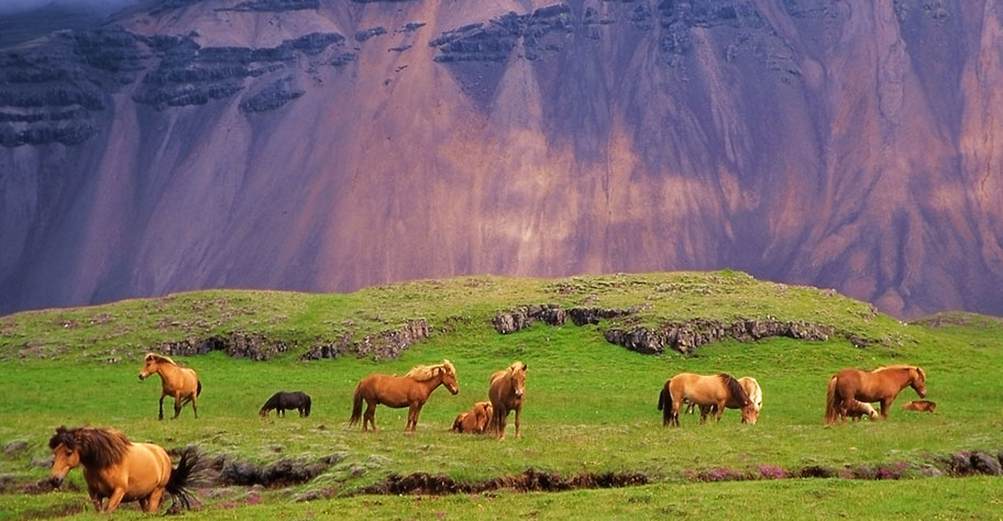 Island Ferien mit Pferden Island pferde wiese gründ berge