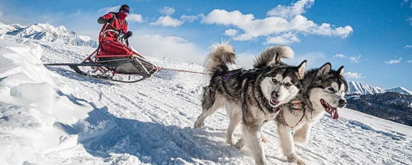 Entdecken Sie Schweden mit einem unvergesslichen Husky Abenteuer
