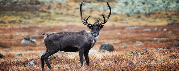 Finden Sie die besten Angebote um die Sommermonate in Lappland zu geniessen
