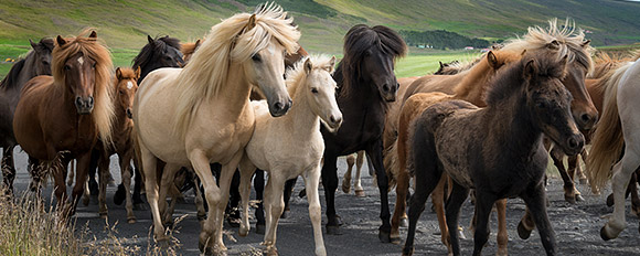 Lassen Sie sich einen unvergesslichen Reiturlaub zusammenstellen
