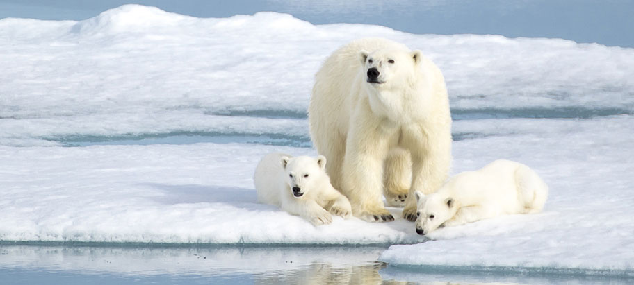 Eisbären Spitzbergen