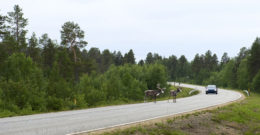 Finnland Strasse Elche Renntiere Rundreise günstig buchen