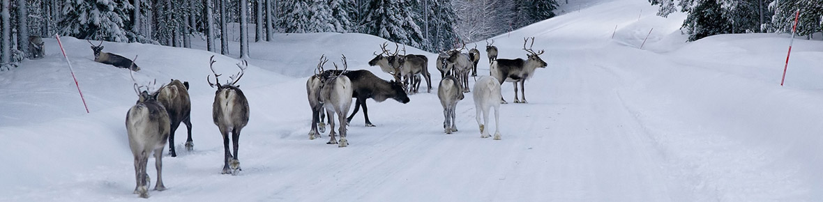 Hotels Saariselkä