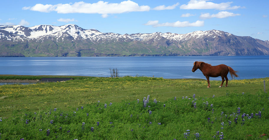 Island Pferd vor traumhafter Kulisse 