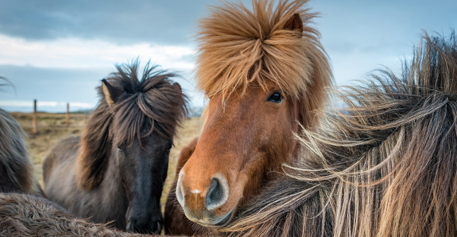 Island pferde wiese gründ berge