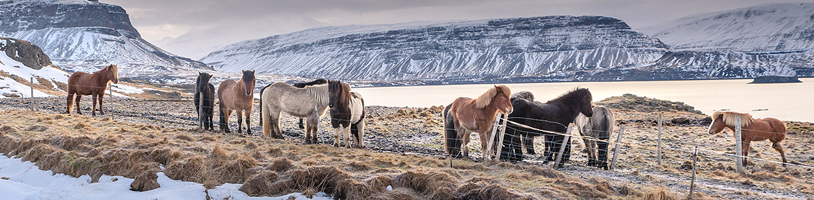 Island Rundreisen im Winter