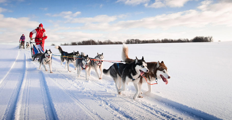 Lappland Schlittenhunde Kinder Erlebnisreisen