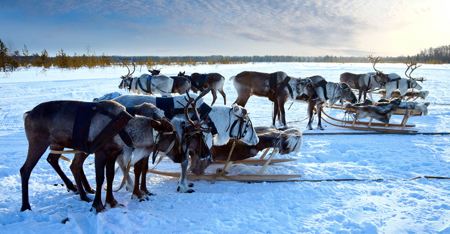 Rentier Reisen Lappland buchen