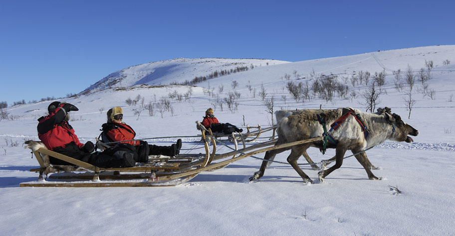 Rentiertouren in Lappland buchen