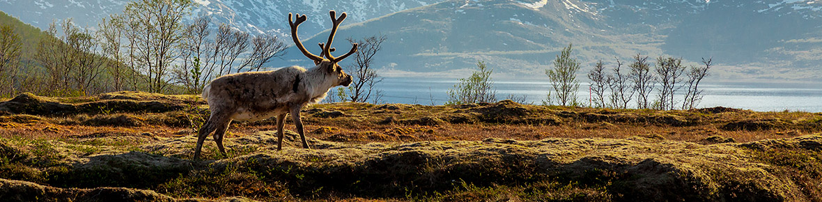 Lappland Sommer